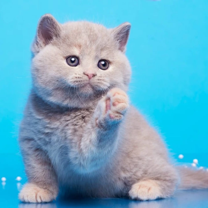 Ginny British Kittens | Large selection of kittens.