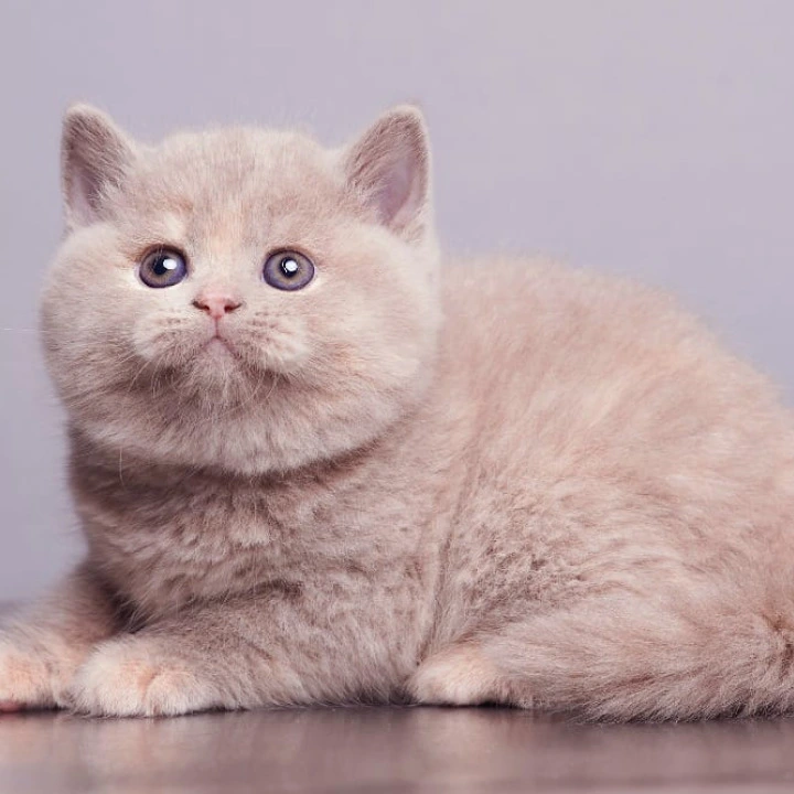 Ginny British Kittens | Large selection of kittens.
