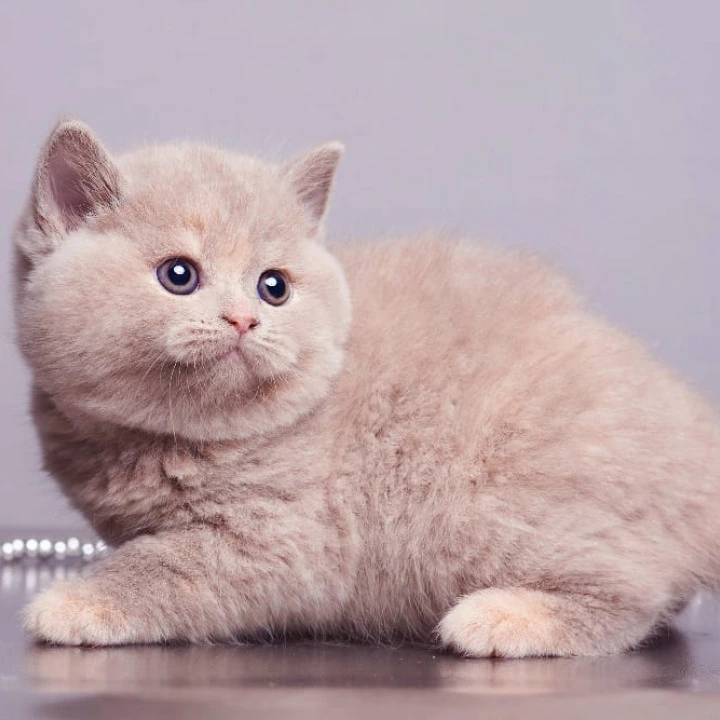 Ginny British Kittens | Large selection of kittens.