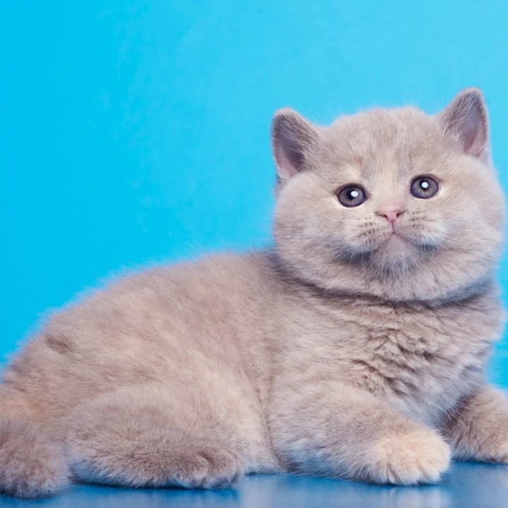 Ginny British Kittens | Large selection of kittens. 