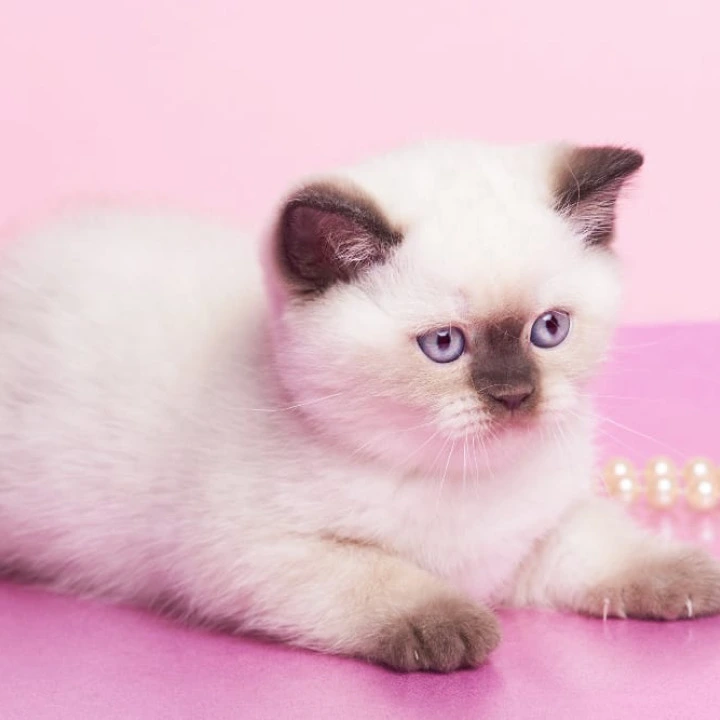 Gracie British Kittens | Kittens for sale. 