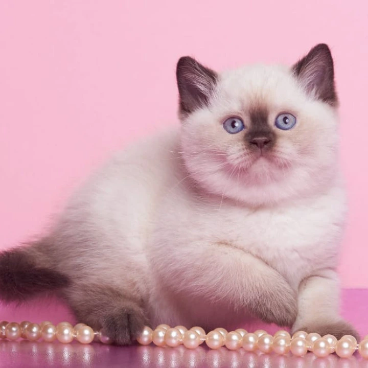 Gracie British Kittens | Kittens for sale. 