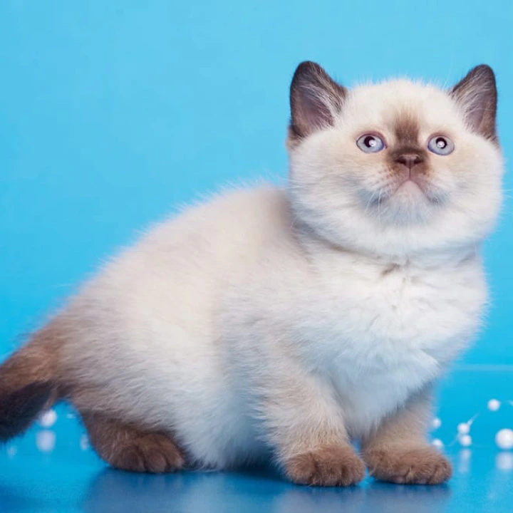 Gracie British Kittens | Kittens for sale. 