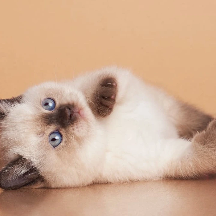 Gracie British Kittens | Kittens for sale. 