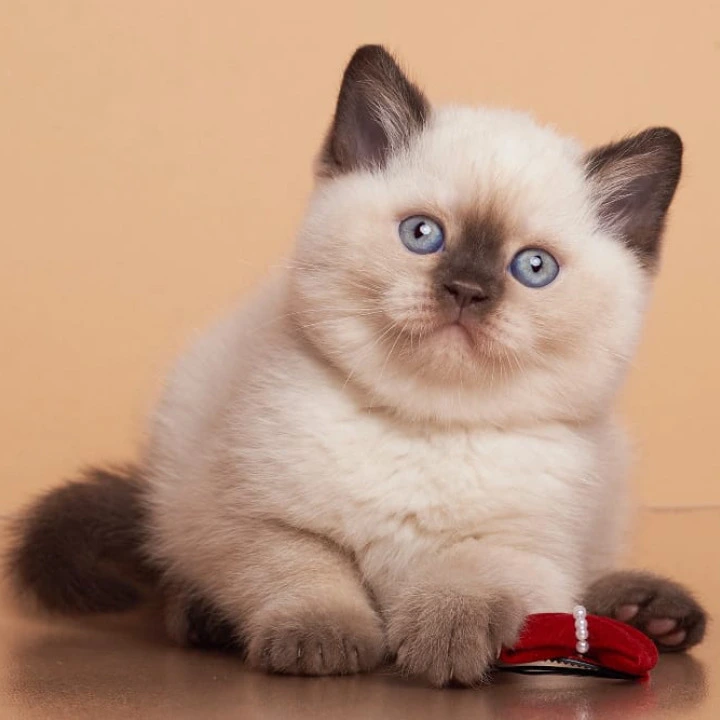 Gracie British Kittens | Kittens for sale. 