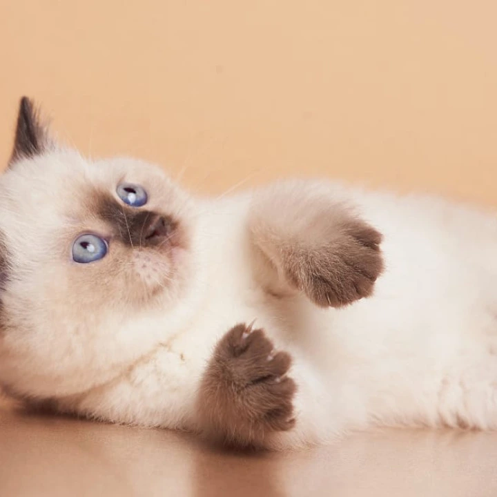 Gracie British Kittens | Kittens for sale. 