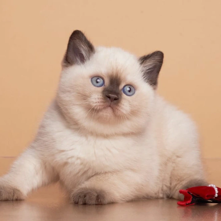 Gracie British Kittens | Kittens for sale. 