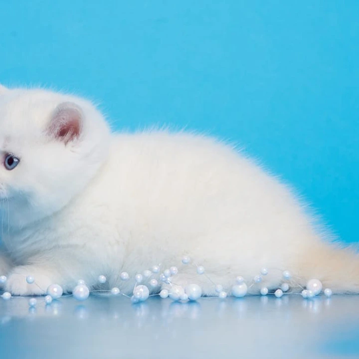 Garry British Kittens | Kittens for sale. 