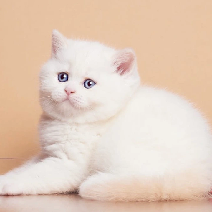 Garry British Kittens | Kittens for sale. 