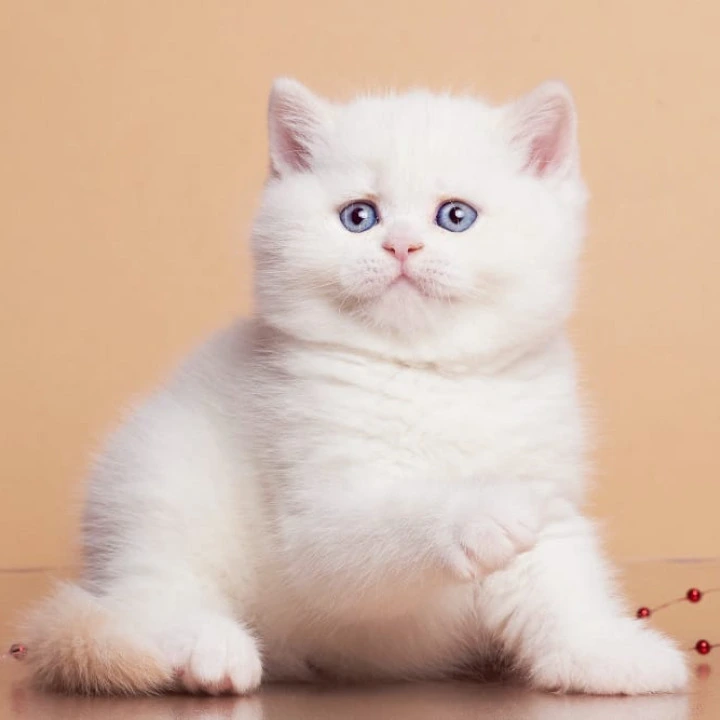 Garry British Kittens | Kittens for sale. 