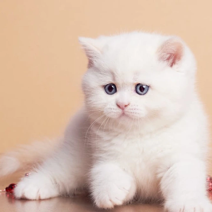 Garry British Kittens | Kittens for sale. 