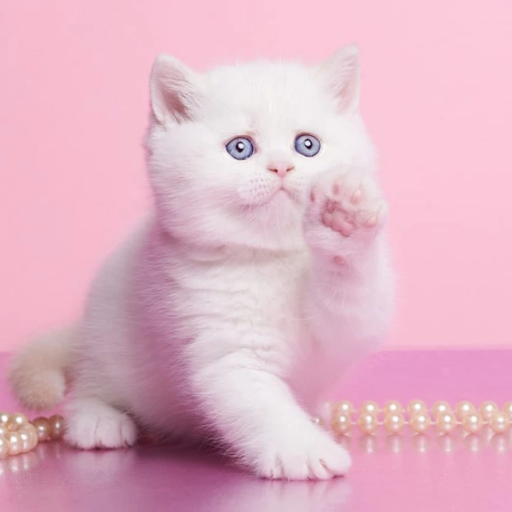 Garry British Kittens | Kittens for sale. 