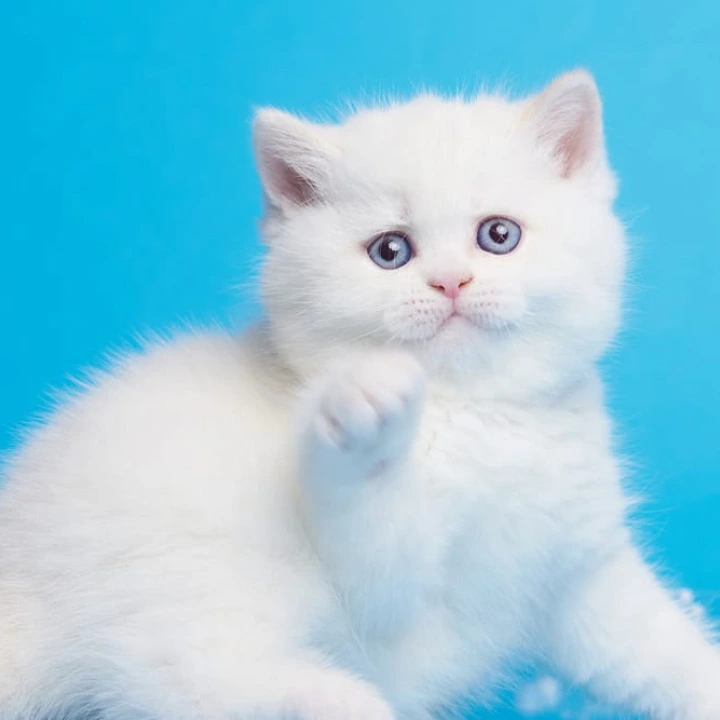 Garry British Kittens | Kittens for sale. 