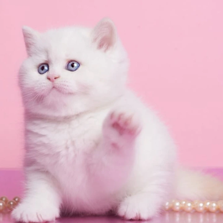 Garry British Kittens | Kittens for sale. 