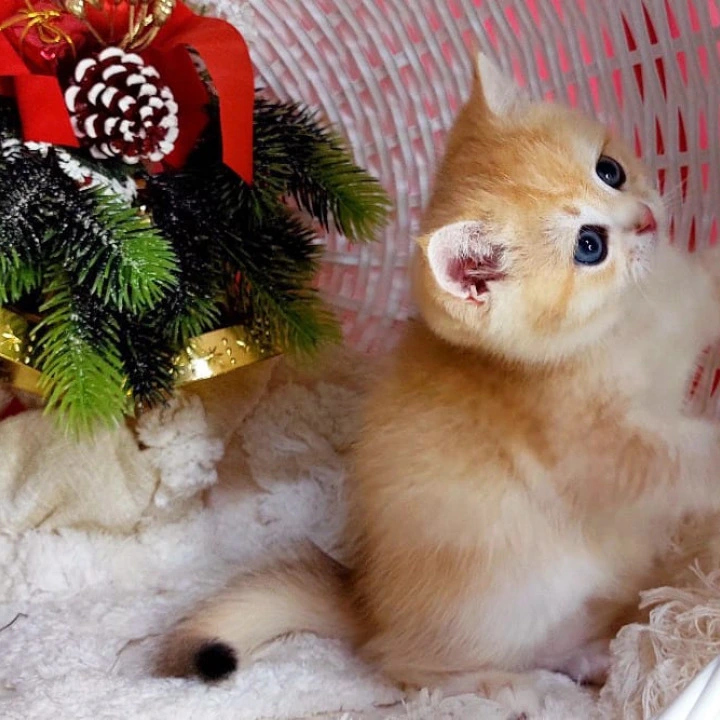 Jonathan British Kittens | Large selection of kittens. 