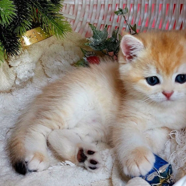 Jonathan British Kittens | Large selection of kittens. 