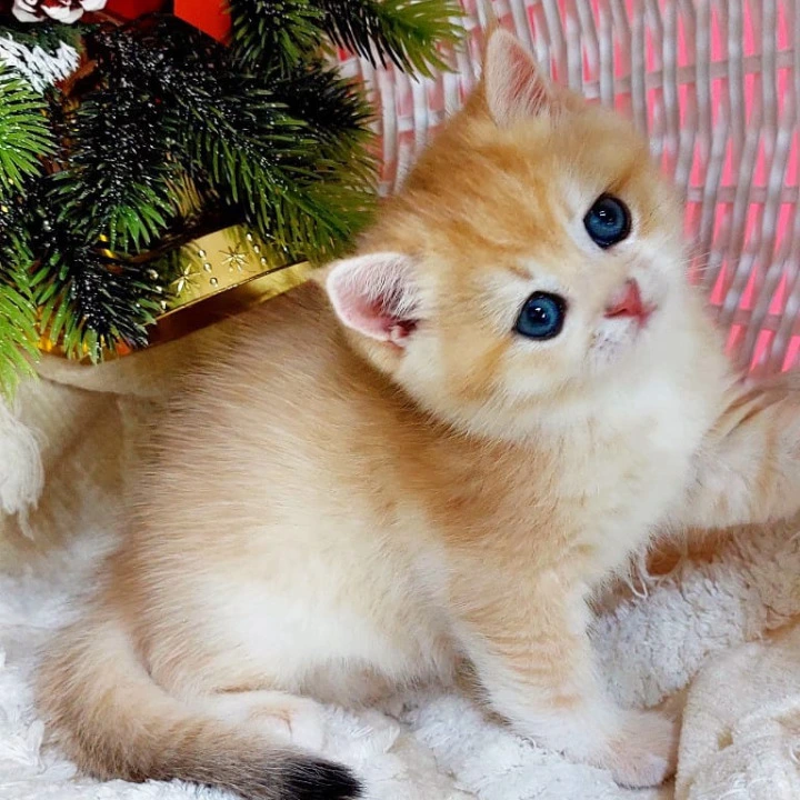 Jonathan British Kittens | Large selection of kittens. 