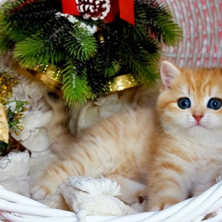 Justin British Kittens | Kittens for sale. 