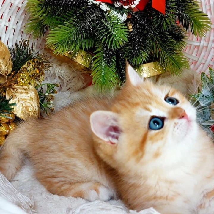 Justin British Kittens | Kittens for sale. 