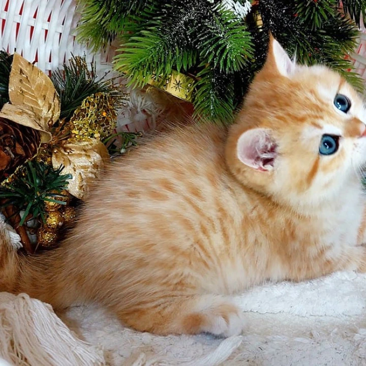 Justin British Kittens | Kittens for sale. 