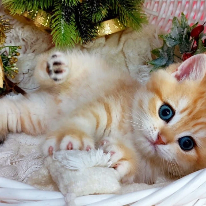 Justin British Kittens | Kittens for sale. 