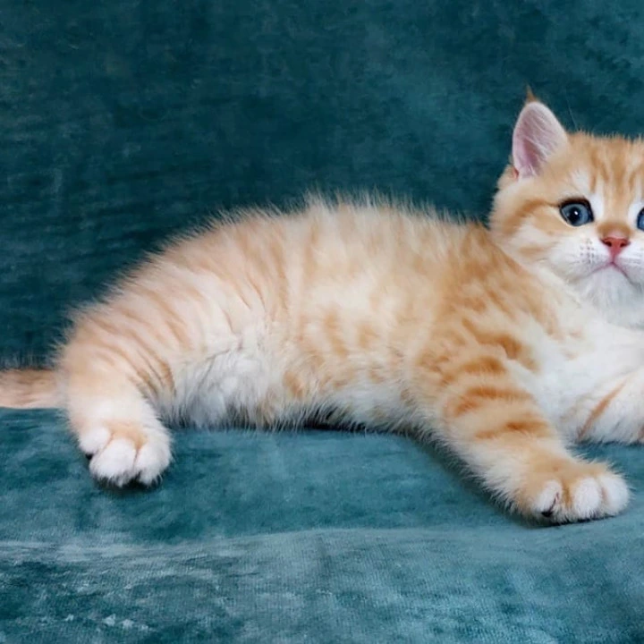 Justin British Kittens | Kittens for sale. 