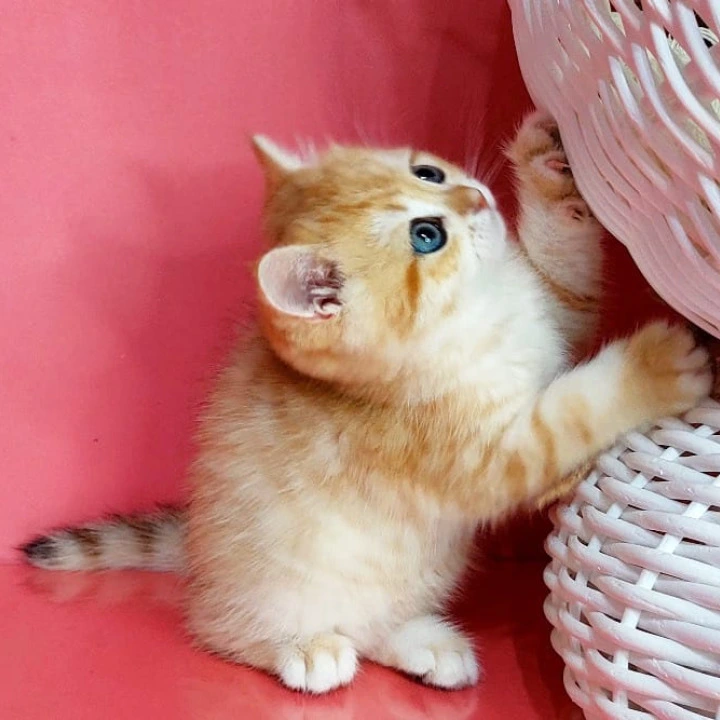 Justin British Kittens | Kittens for sale. 