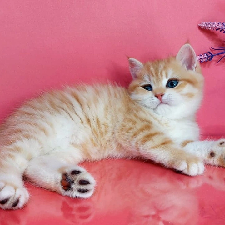 Justin British Kittens | Kittens for sale. 