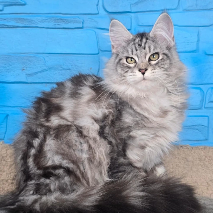 Yoker Maine Coon Kittens | Large selection of kittens. 