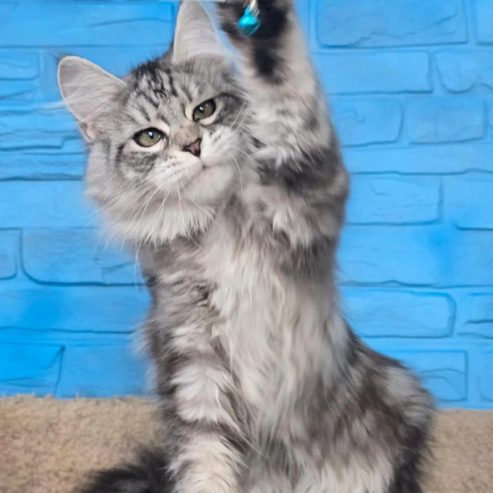 Yoker Maine Coon Kittens | Large selection of kittens. 