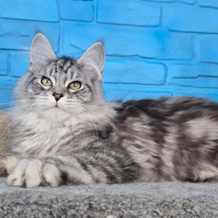 Yoker Maine Coon Kittens | Large selection of kittens. 