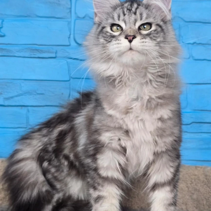 Yoker Maine Coon Kittens | Large selection of kittens. 