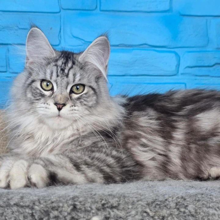 Yoker Maine Coon Kittens | Large selection of kittens. 