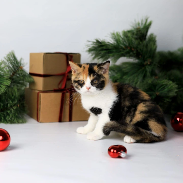 Мiledy British Kittens | Kittens for sale. 