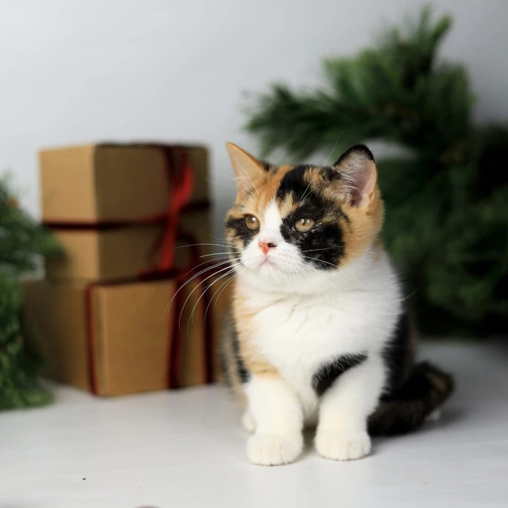 Мiledy British Kittens | Kittens for sale. 