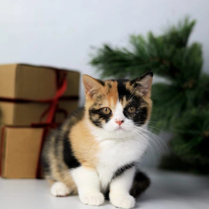 Мiledy British Kittens | Kittens for sale. 