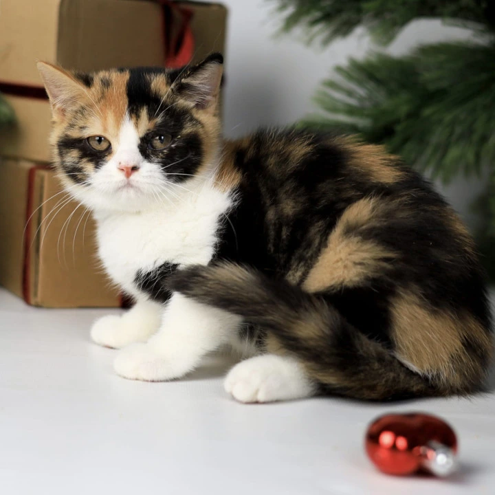 Мiledy British Kittens | Kittens for sale. 