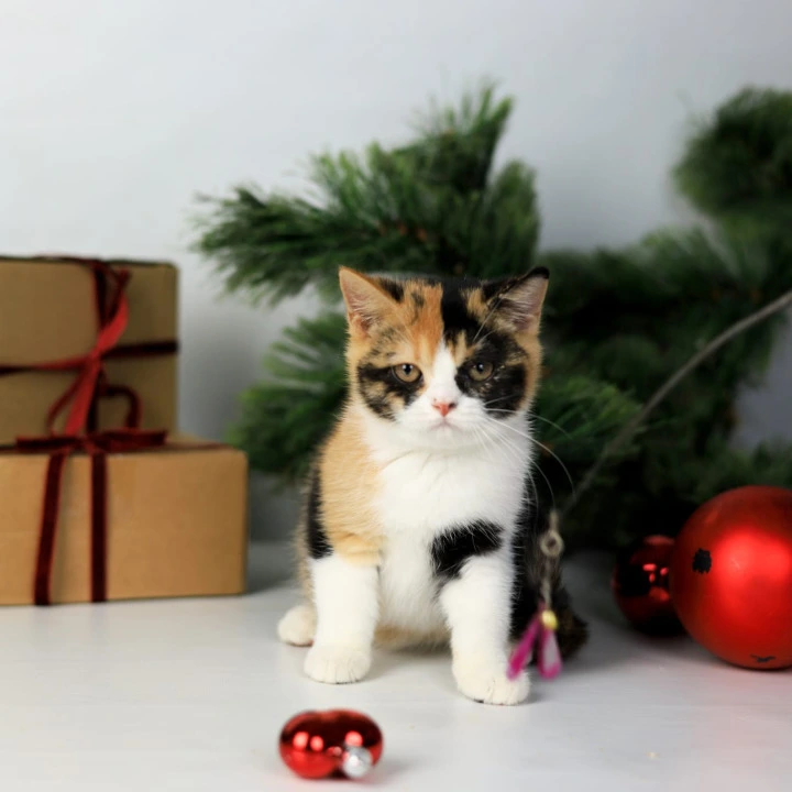 Мiledy British Kittens | Kittens for sale. 