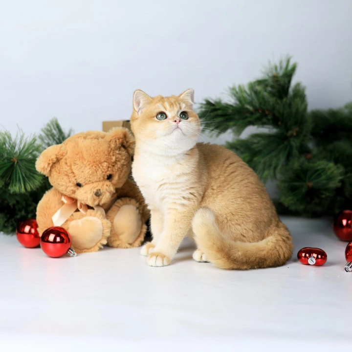 Diana British Kittens | Kittens for sale. 