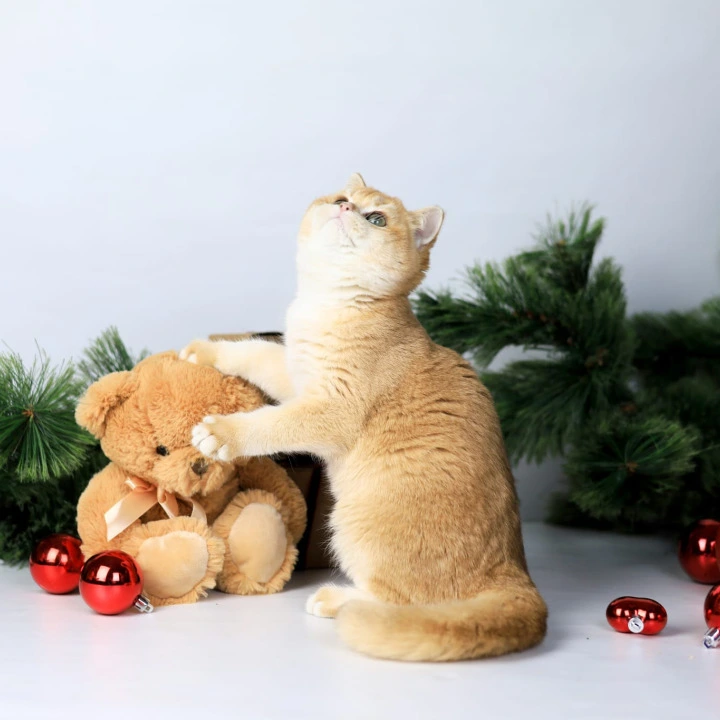 Diana British Kittens | Kittens for sale. 