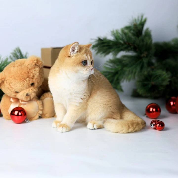 Diana British Kittens | Kittens for sale. 