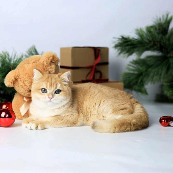 Diana British Kittens | Kittens for sale. 