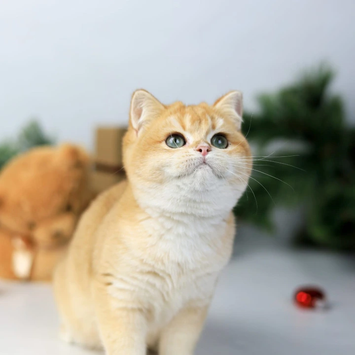 Diana British Kittens | Kittens for sale. 