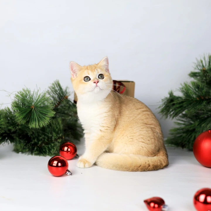 Dana British Kittens | Buy a kitten. 