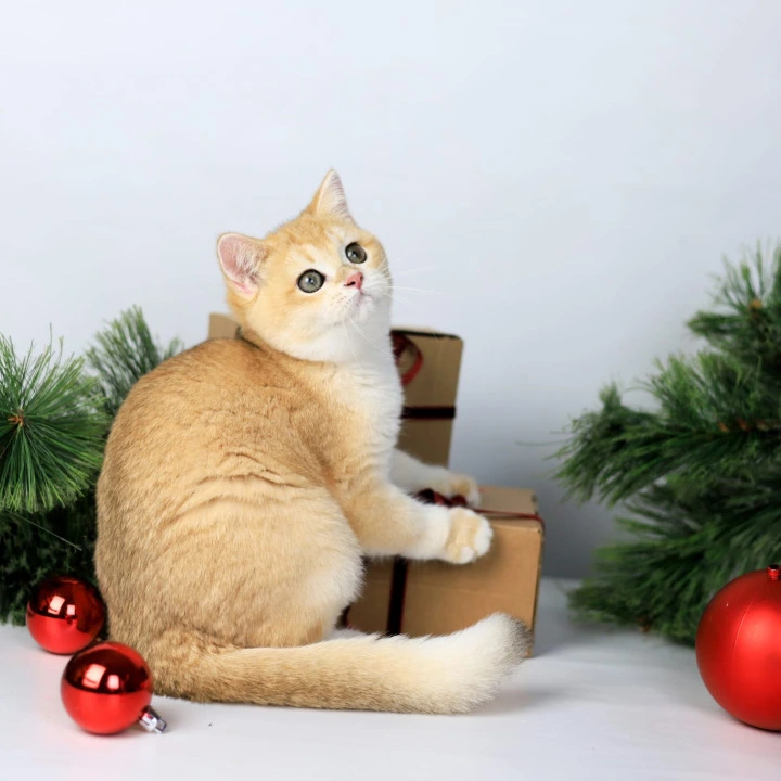 Dana British Kittens | Buy a kitten. 