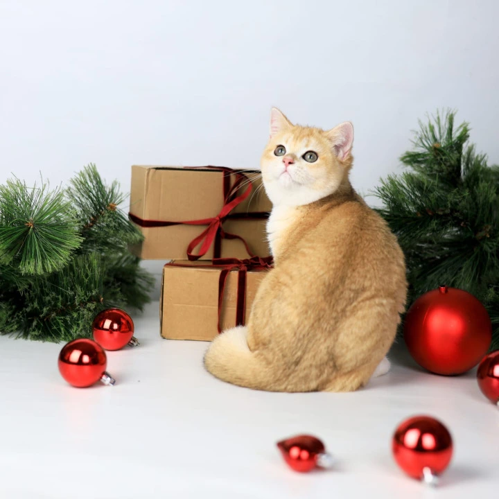 Dana British Kittens | Buy a kitten. 