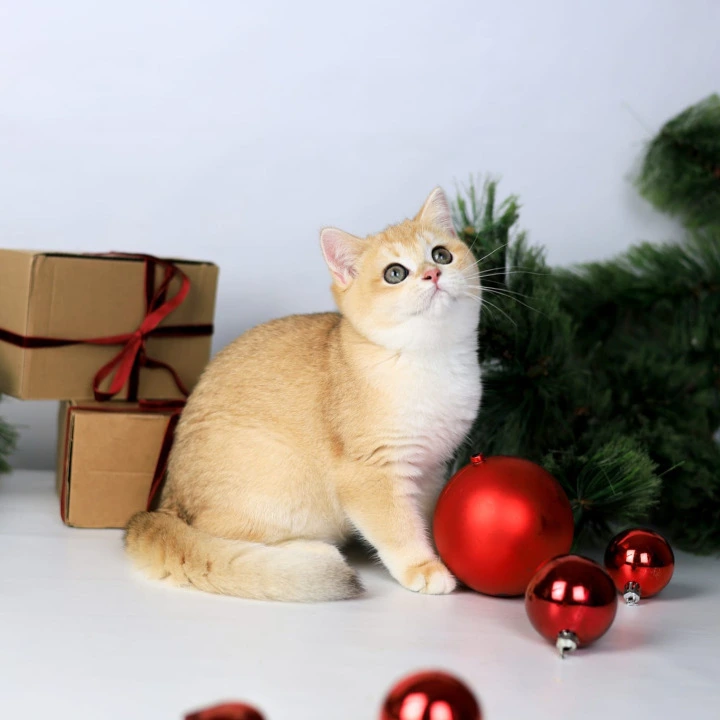 Dana British Kittens | Buy a kitten. 