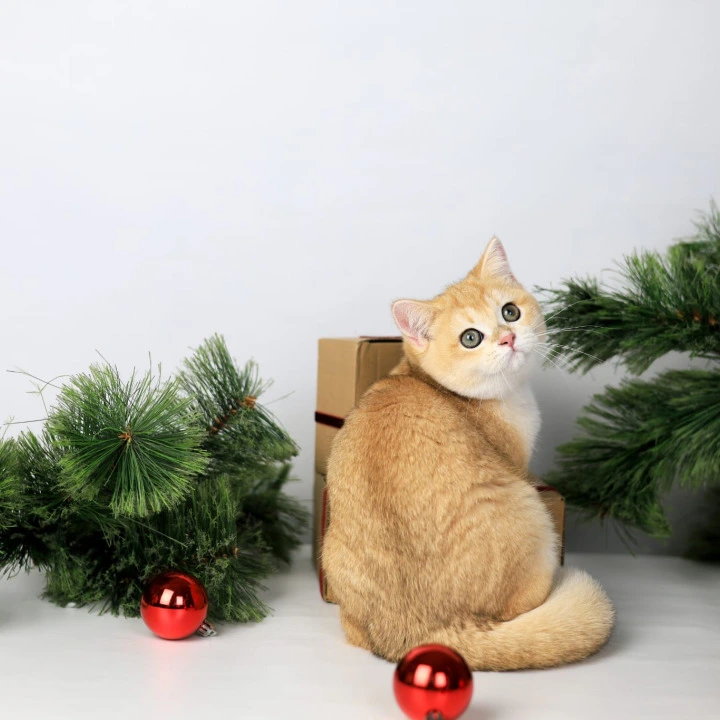 Dana British Kittens | Buy a kitten. 