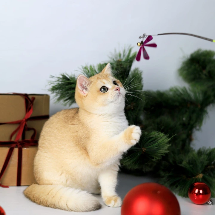 Dana British Kittens | Buy a kitten. 