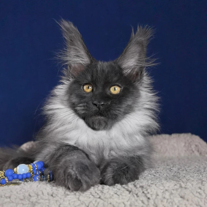Marseille Maine Coon Kittens | Kitten for sale. 